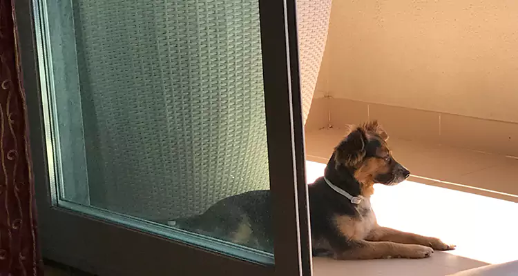 French Door Pet Screen Repair in Stuart, FL